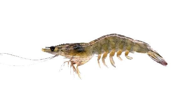 磷虾油是空腹吃还是饭后吃效果好