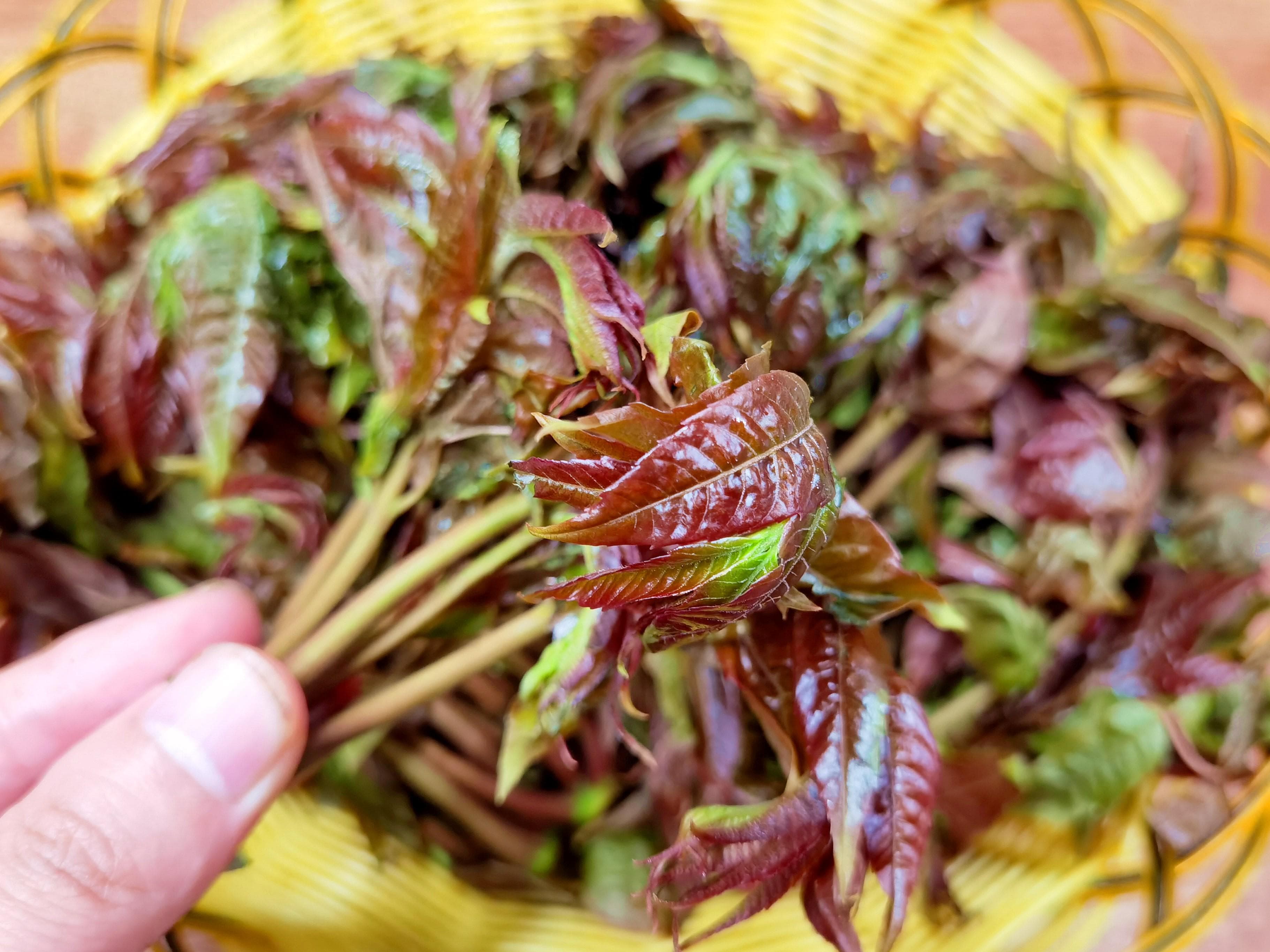 “春吃芽，夏吃瓜”，春天多给孩子4种春芽，营养丰富，助力成长