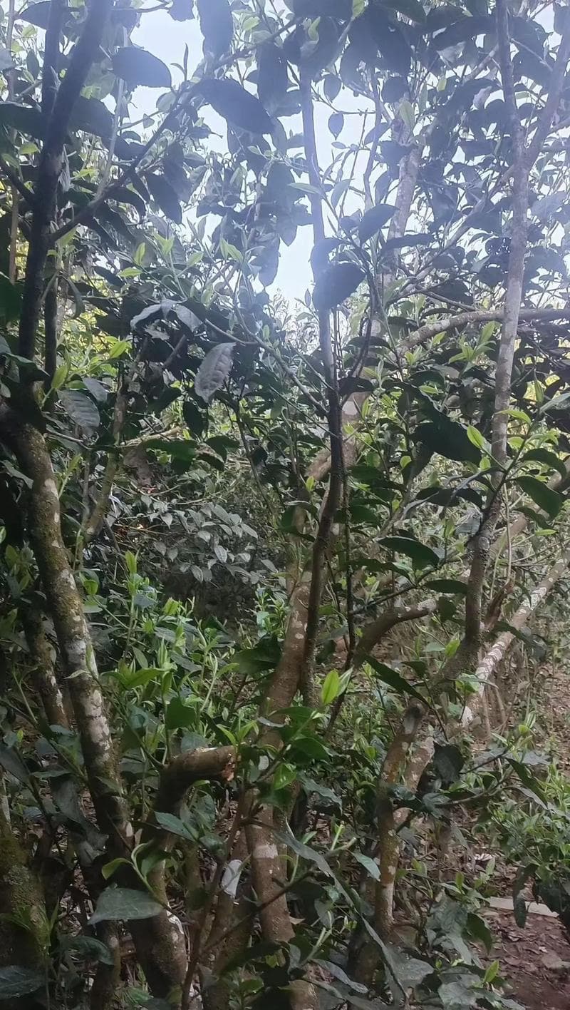普洱茶采摘时间与收获季节（探究普洱茶的生命力与传承）