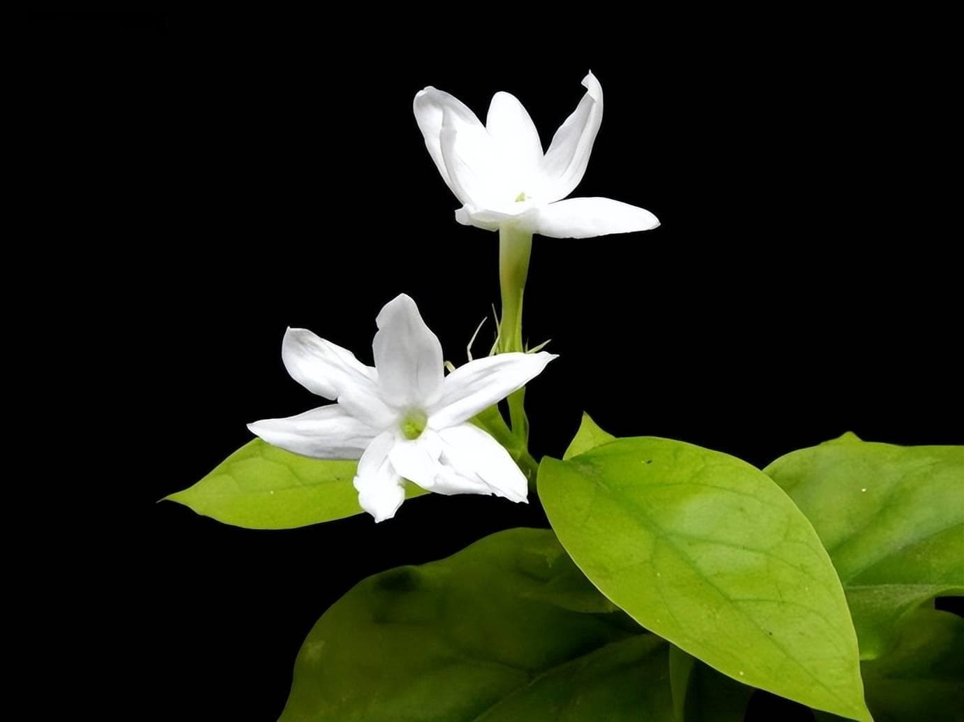 茉莉花花语及代表意义