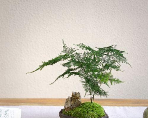 禅意植物：从自然中汲取内心的平和与安宁