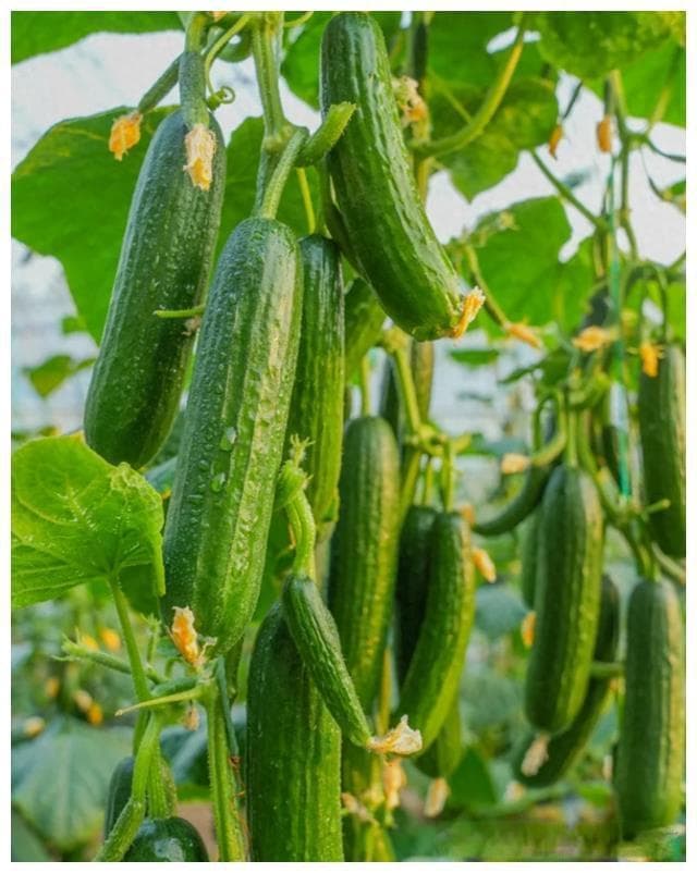 立夏以后，六种夏季蔬菜不要忘了种植，从夏到秋陆续采收不断