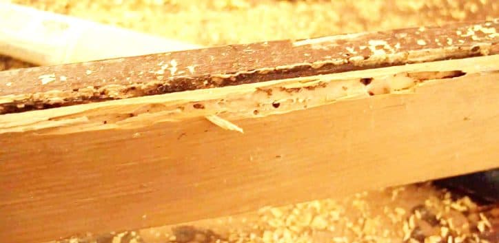 竹材防霉解决方案：从生物学特性到防治措施