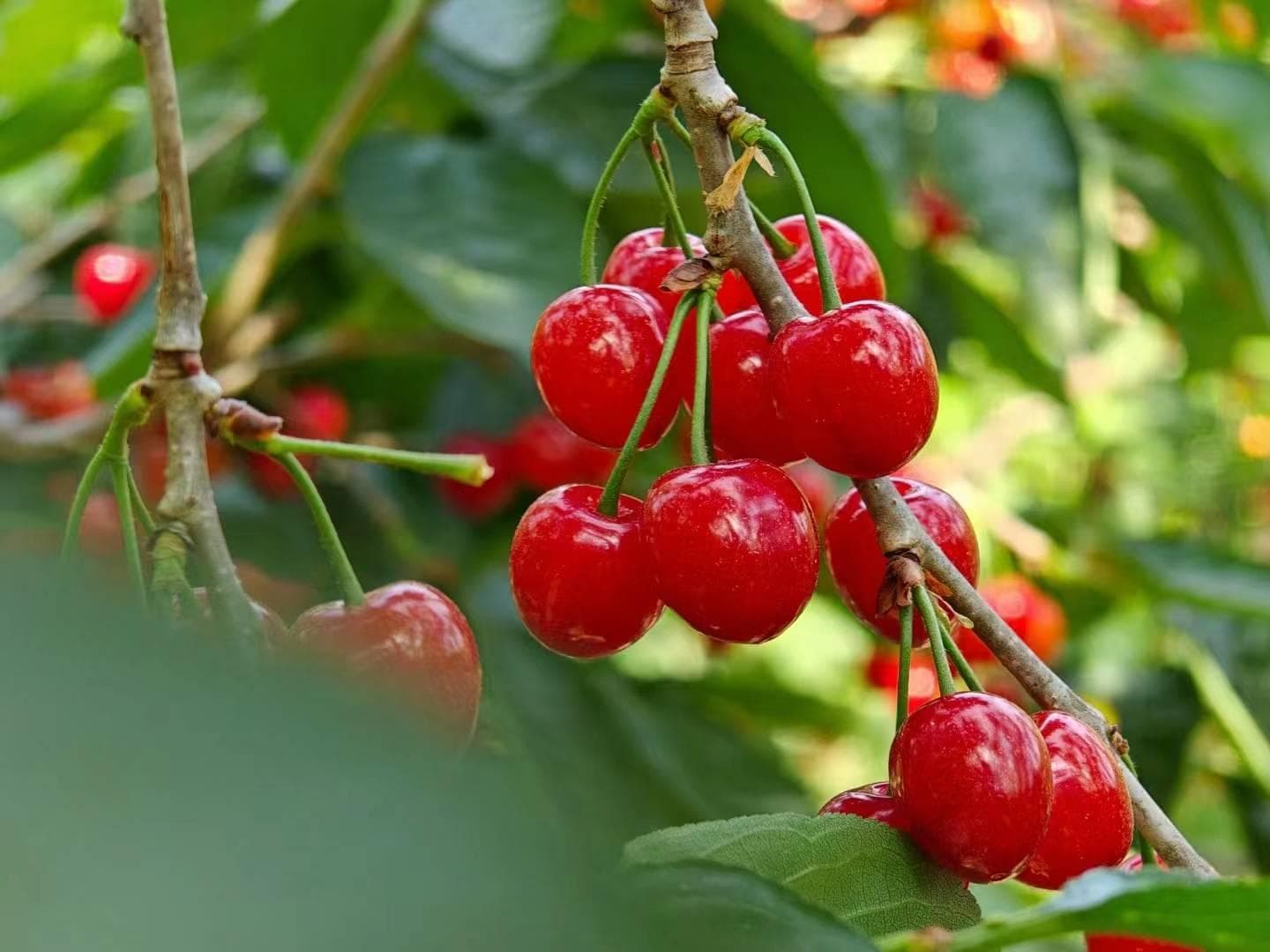 16篇樱桃种植技术的精华总结（上），包括樱桃育苗、定植和修剪
