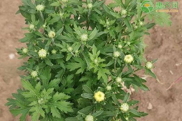 菊花的栽种时间和方法