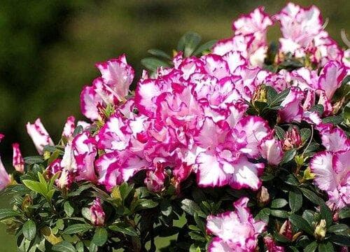 杜鹃花的样子：颜色、气味和其他特征