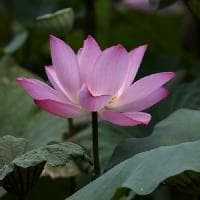 白居易：唐代伟大的现实主义诗人