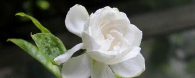 一文详解：茉莉花与栀子花的四大区别