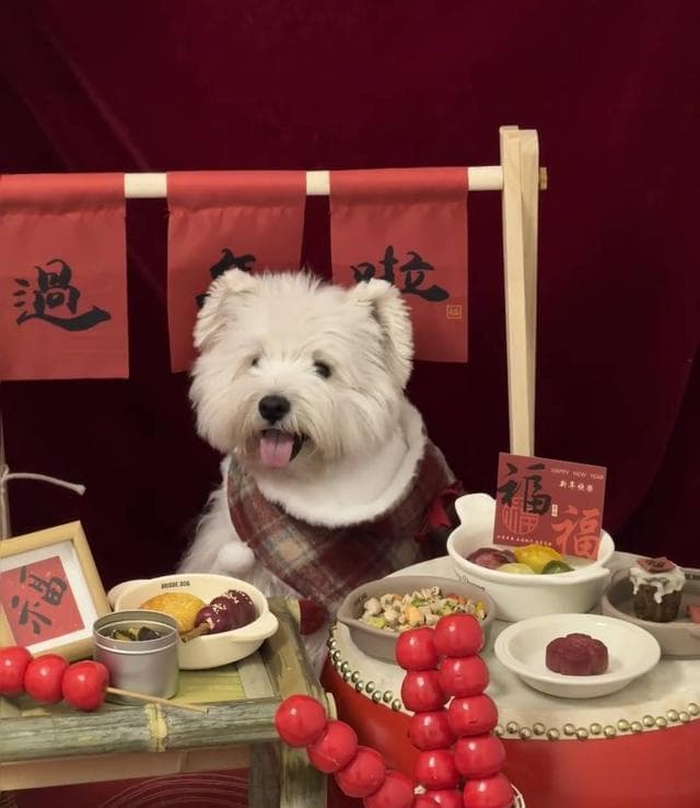 宠物年夜饭热销168元一桌，养宠人用仪式感填满春节新消费圈