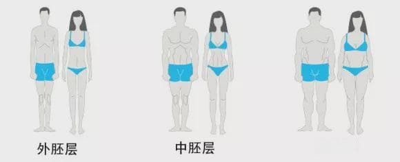 如何根据自己的体型，去正确安排你的健身训练？