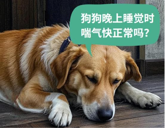 狗狗晚上睡觉时喘气快，是正常现象还是健康警报？