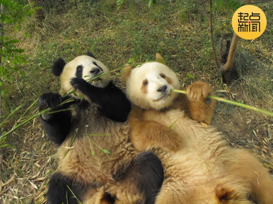 陕西再次发现棕色大熊猫，两对大熊猫母子同框画面曝光