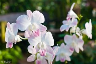 揭秘：花中君子究竟是指哪些花？它们各自象征何意？
