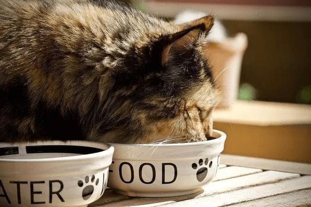 如何科学投喂流浪猫？看这一篇就够了！