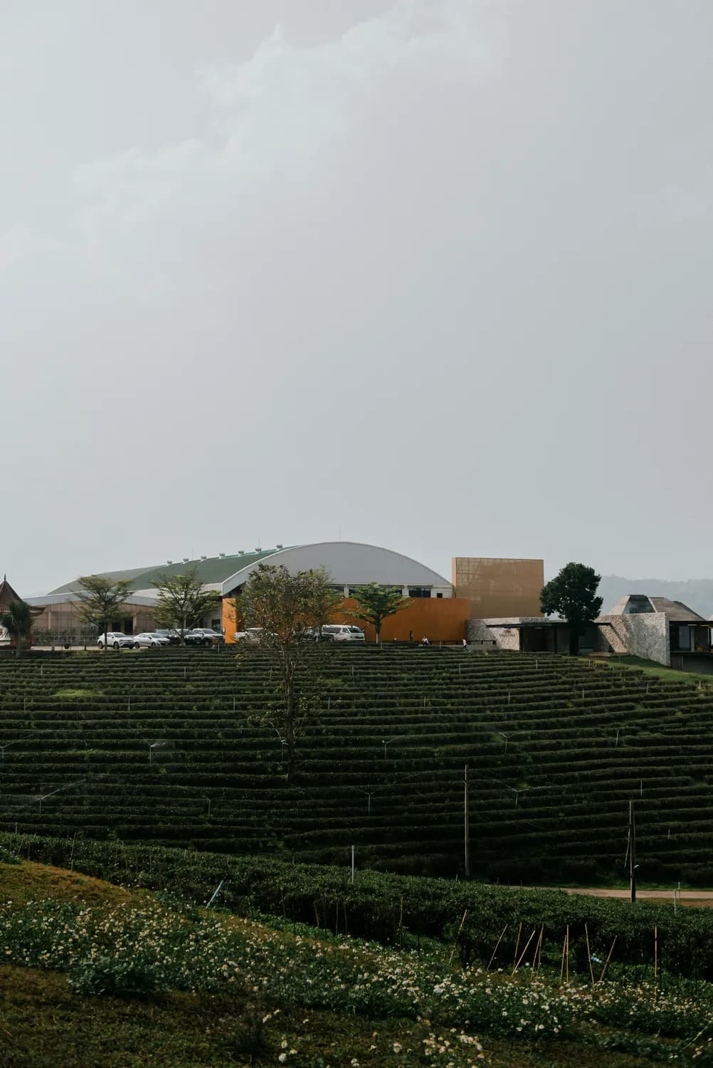 百年冶春茶社：五丁包领衔，详解扬州早茶必吃清单