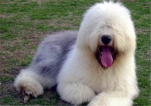 犬脑膜炎的症状表现及治疗方法