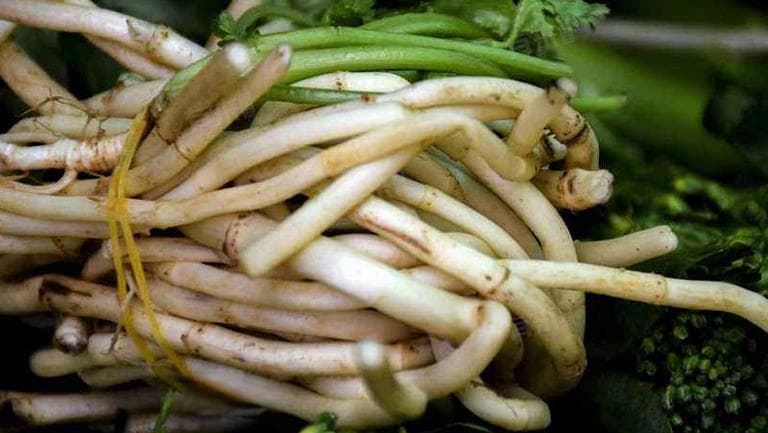 折耳根和鱼腥草的区别