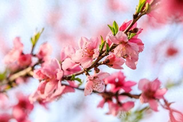 “九九尽桃花开，桃花不开啥预兆”，明日九九尾，桃花会开了吗？