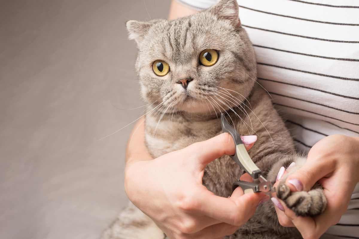 猫咪剪指甲需要注意什么