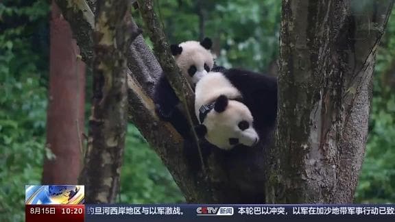 “毕业”后放归野外 大熊猫种群数量显著增加