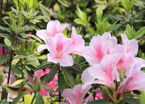 杜鹃花的生长习性特点和生长环境条件