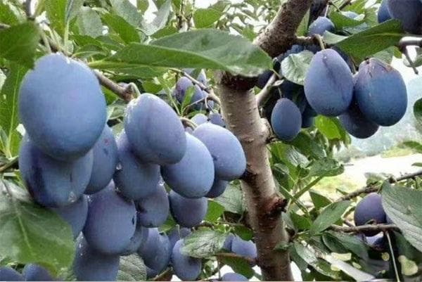 2025年种植什么果树品种前景好利润大？