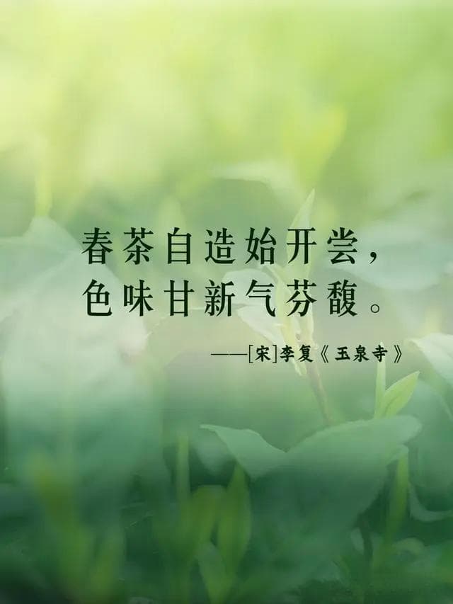 春茶选购5大标准评析