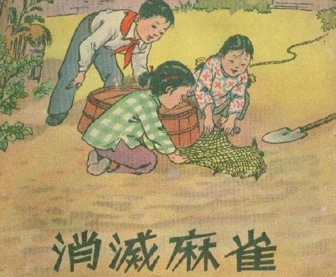 麻雀为何从“四害”变成保护动物？揭秘这种看似泛滥却仍需保护的小鸟