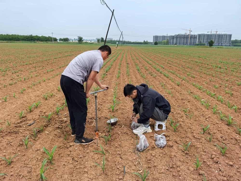 新技术改变土壤微生物环境：把实验室搬到田间现场发酵，活菌现用