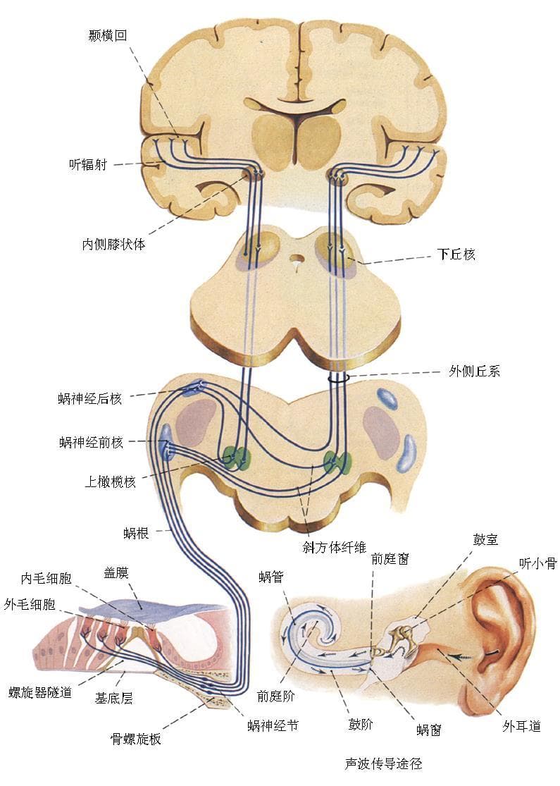人类视觉、听觉与嗅觉神经系统详解