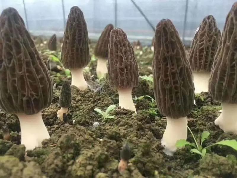 羊肚菌大田栽培的主要病害及其防治