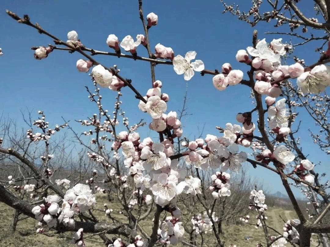 果树授粉：苹果和梨的授粉知识详解