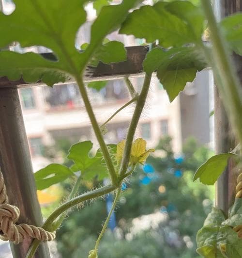 西瓜开花时间及其影响因素（探究西瓜生长季节与温度、光照、水分的关系）