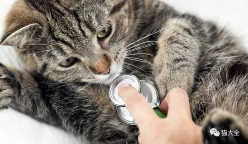 猫咪咬伤，宠物急救指南