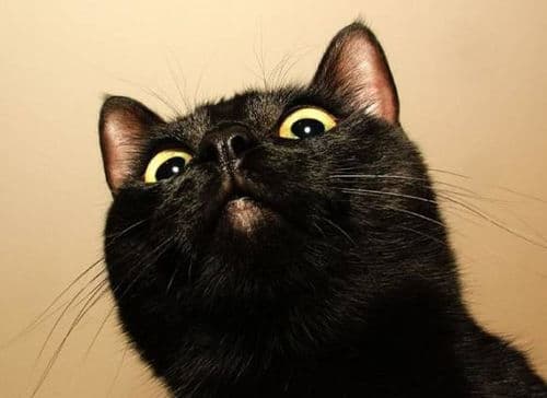 黑猫：神秘宠物，魅力无限