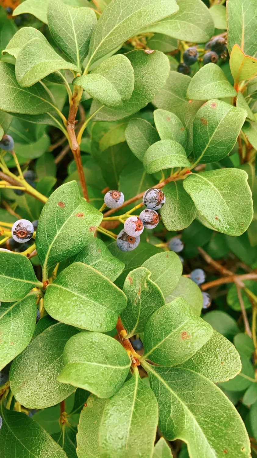 山莨菪碱新研究：从微循环改善到多疾病治疗的新突破
