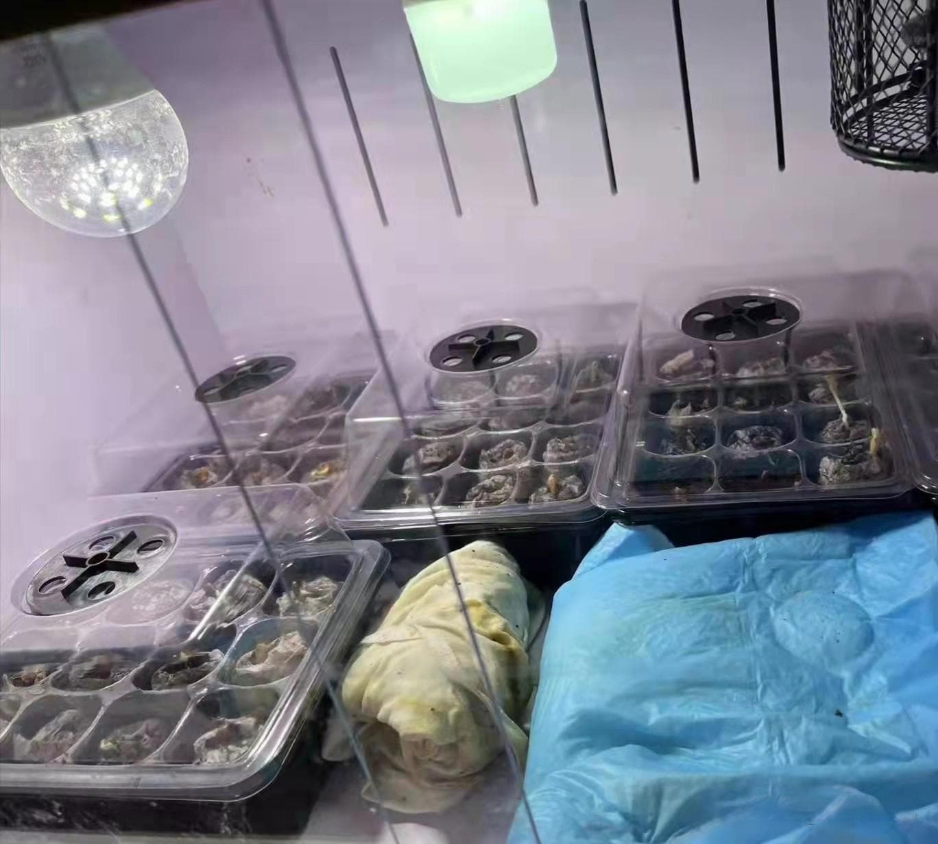 葫芦籽怎么种发芽快（葫芦种子如何种植）