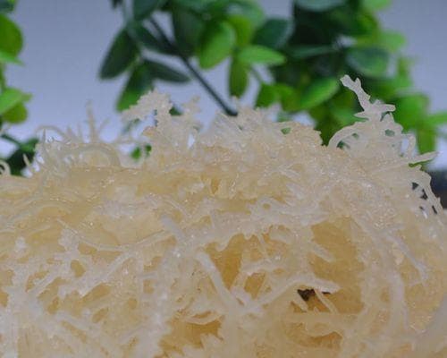 龙须菜走红餐桌，营养价值与市场前景双丰收