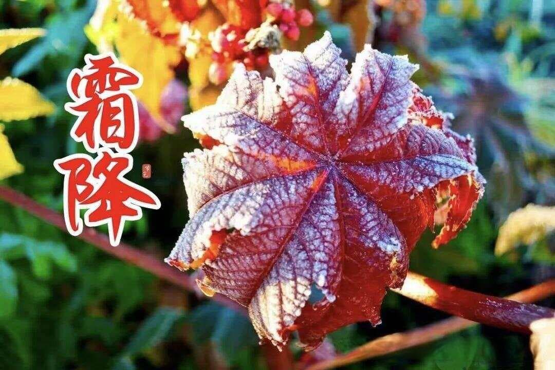 霜降时节的养生食材：山药、桑叶、白萝卜等的最佳采收时机