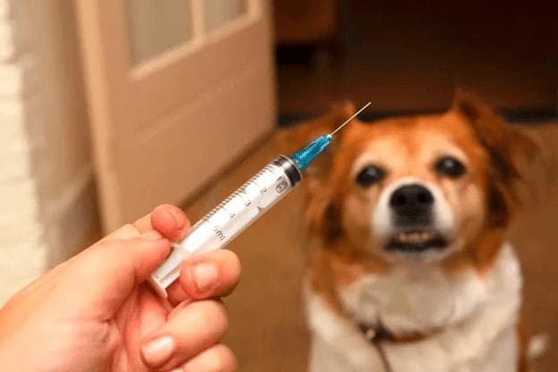 几年前被狗咬伤，现在打狂犬疫苗还来得及吗？