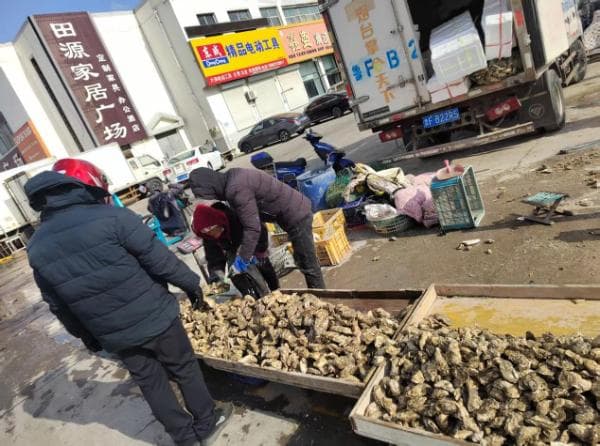 乳山：小生蚝“吃”出大产业
