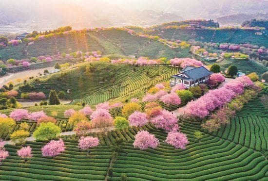 福建花卉产业：千亿闽花 绚烂绽放