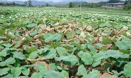 如何正确种植藕？（时间、方法、注意事项全掌握！）