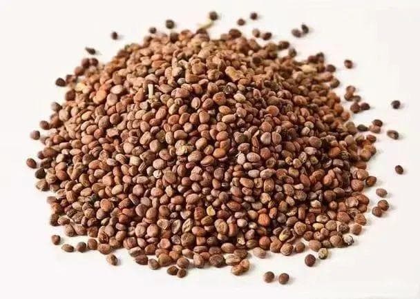 中药师带您认识消食化痰药—莱菔子