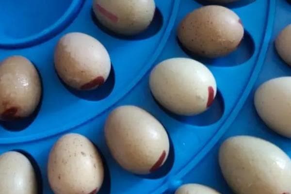人工孵化鸡蛋全攻略：温度、湿度和操作要点详解