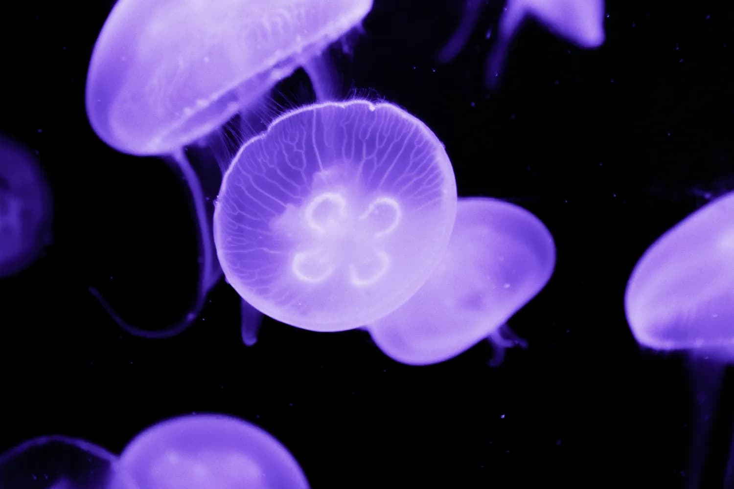 日本京都大学研发生物质肥料，助力环保农业