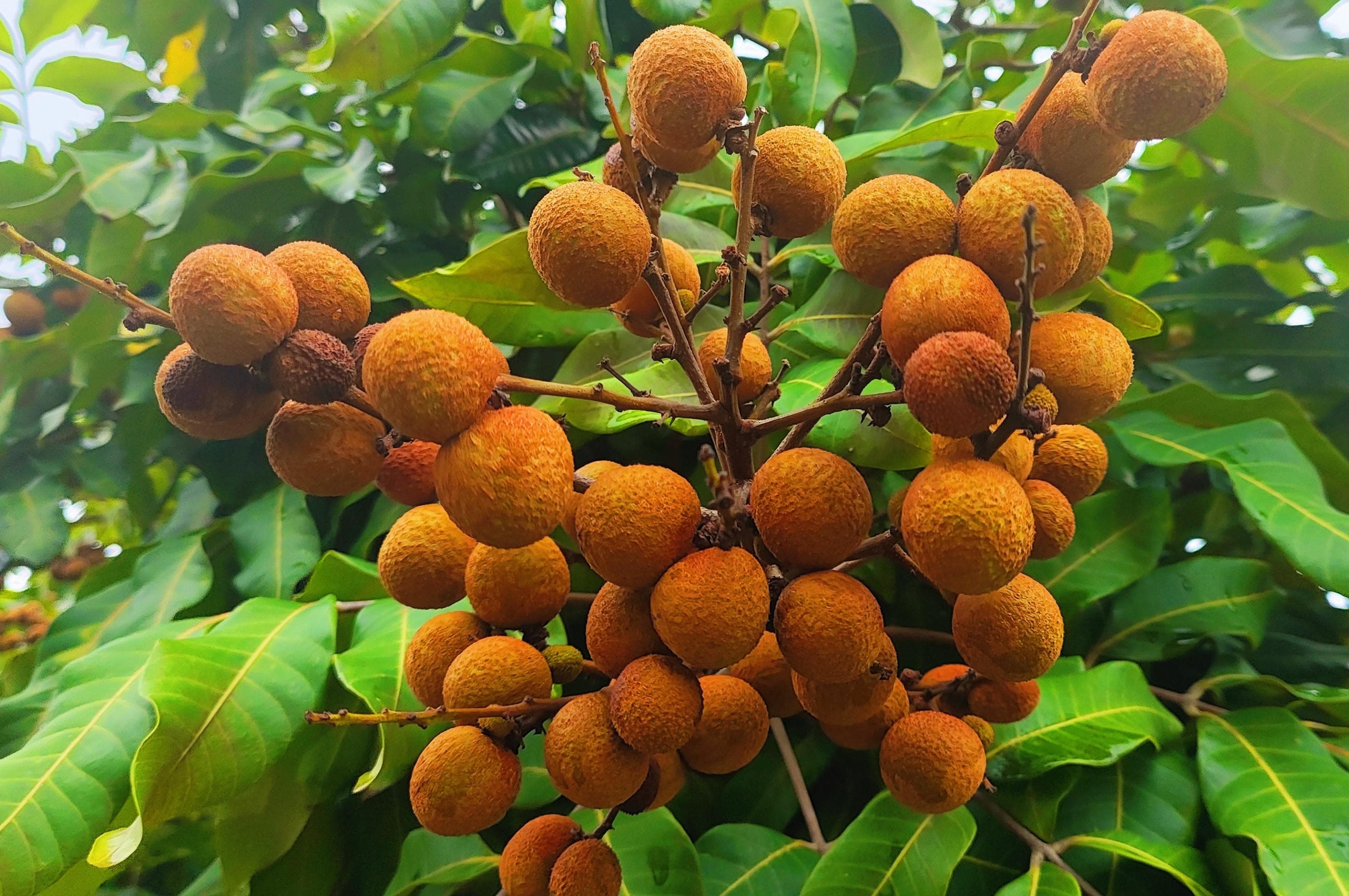 一颗龙眼七味药，花果根叶全是宝