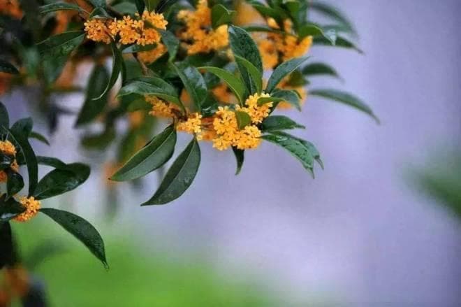 古诗词里的唯美桂花，欲买桂花同载酒，终不似，少年游
