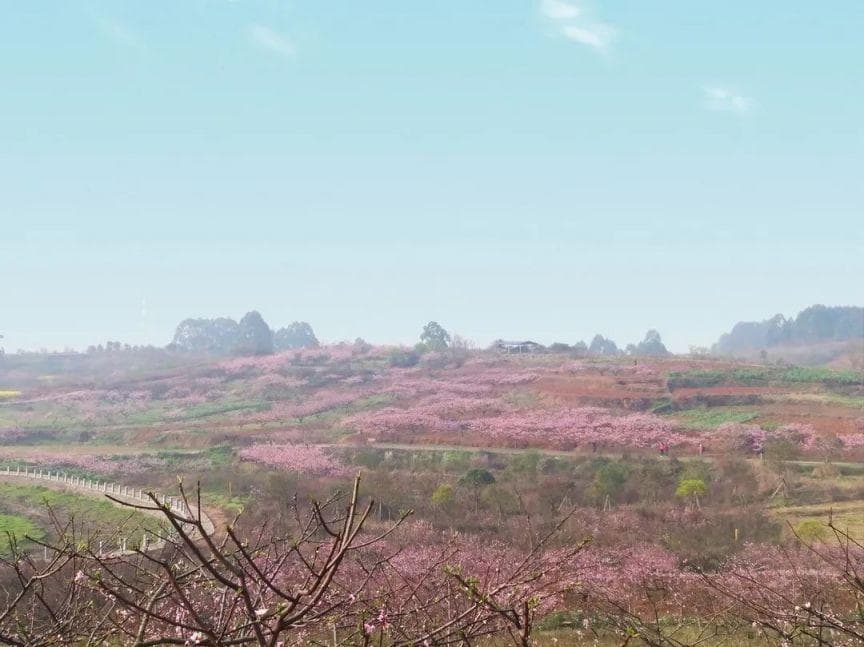 成都桃花观赏指南(花期+点位+交通)