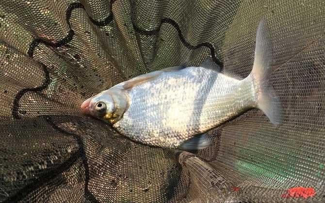 西北风钓鱼最佳钓位和时间